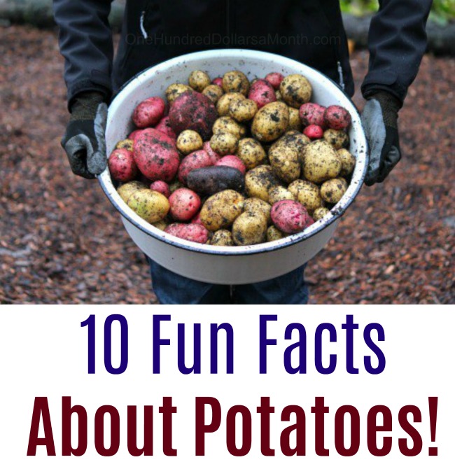 10 Fun Facts About Potatoes!