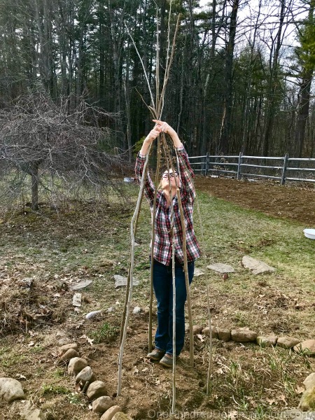 Gardening in New England – Wild Turkeys, Raspberry Plants of Death, New Discoveries and More