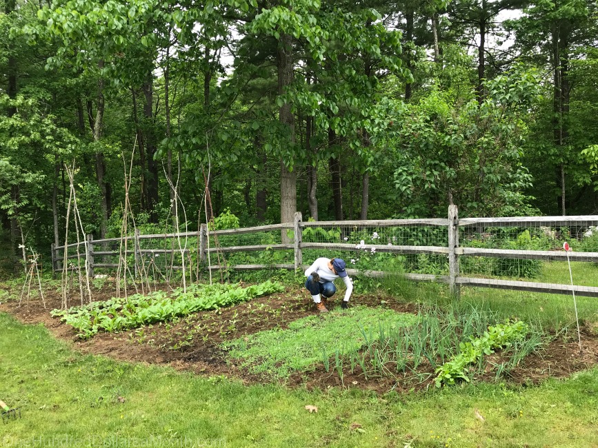 Gardening in New England – Pulling Weeds, Mystery Plants and Irish Spring Soap