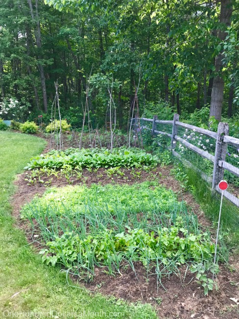 Gardening in New England – Vegetable Garden Update, Mystery Plant of the Week and Blueberries!