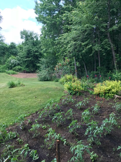 Gardening in New England – Fruit Trees, Gypsy Moths, Expanding the Vegetable Plot and More