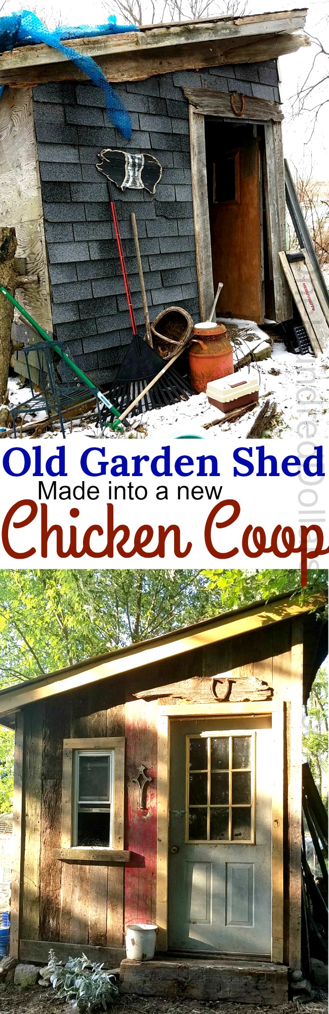 Peggy Shares How Her Husband Turned an Old Garden Shed into a New Chicken Coop