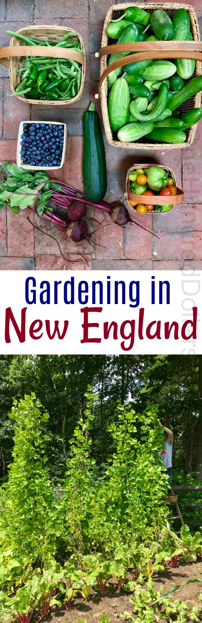 Gardening in New England – My First Big Harvest and the Backyard Vegetable Garden Tally for 8/1/2018