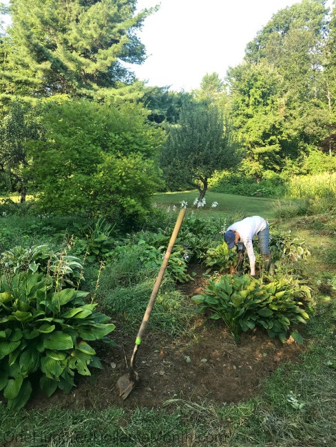 Gardening in New England – Mushy Corn and Loads of Tomatoes