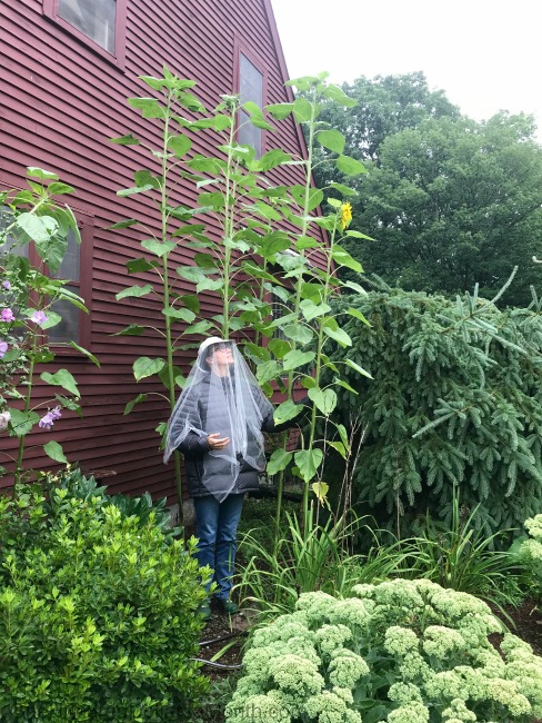Gardening in New England – Mammoth Sunflowers and the Backyard Vegetable Garden Tally for 8/15/2018