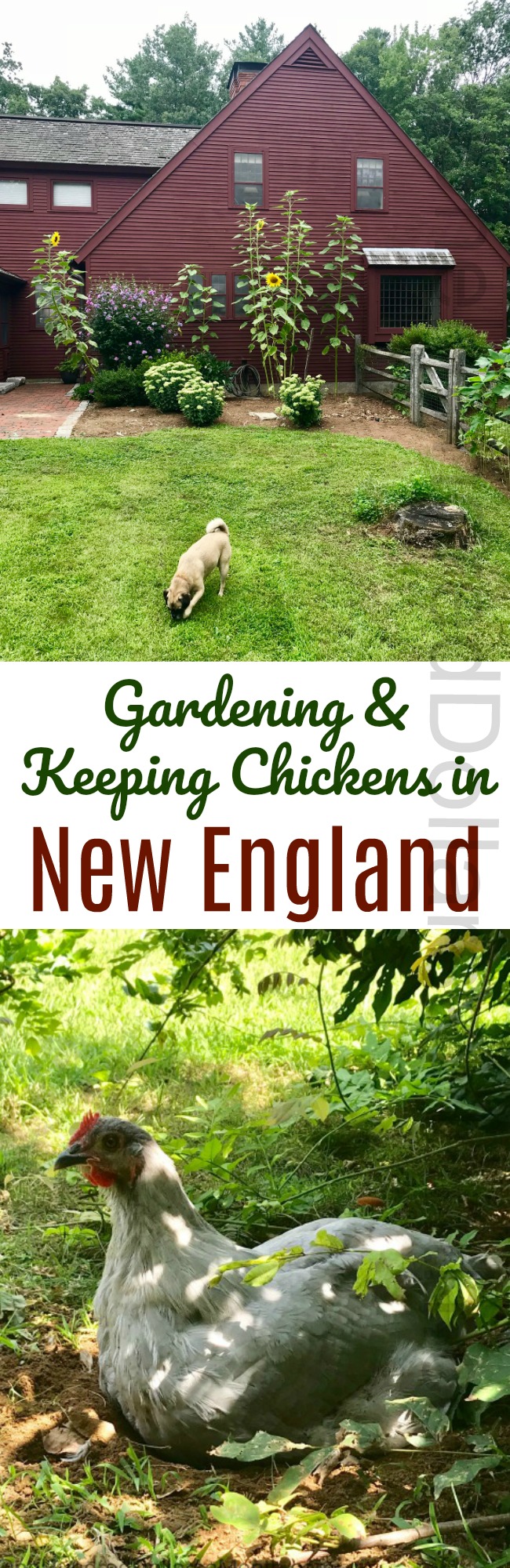 Gardening in New England – An Update on the Chicken Run and The Backyard Vegetable Garden Tally for 8/22/2018