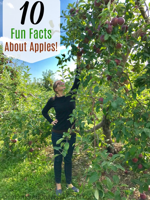 10 Fun Facts About Apples!