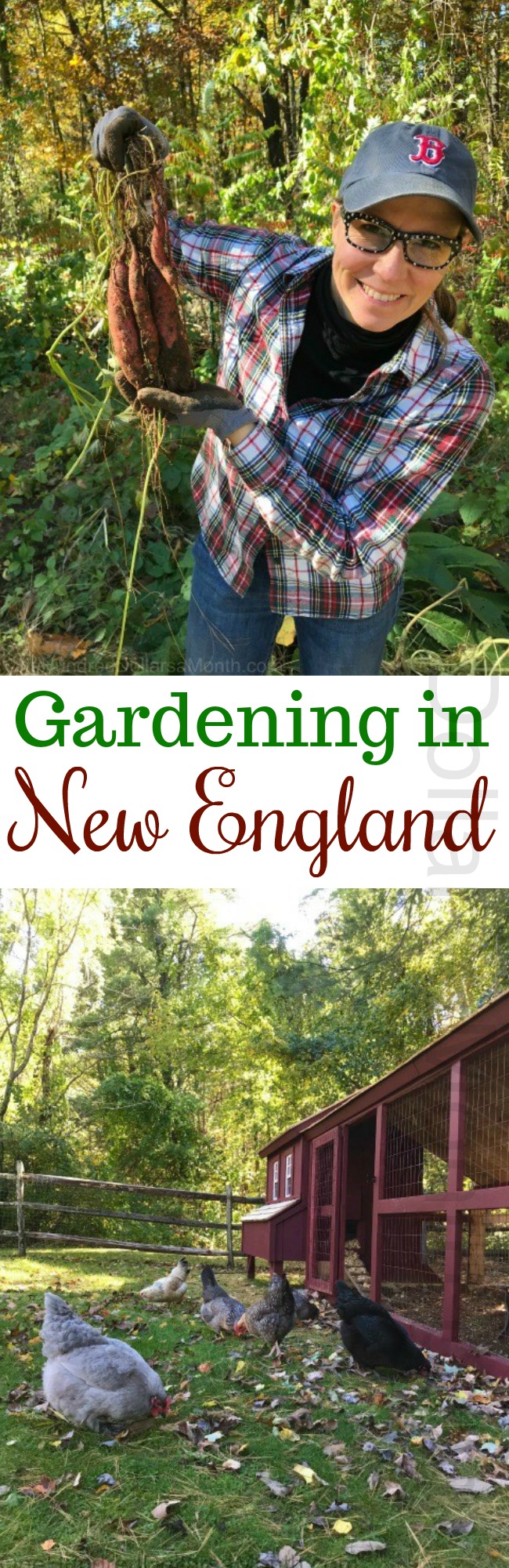 Gardening in New England – The Final Harvest of the Year