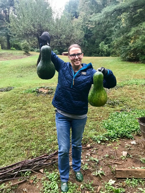 Gardening in New England – Lucy the Digging Puggle, Teeny Tiny Sweet Potatoes and My Mystery Squash