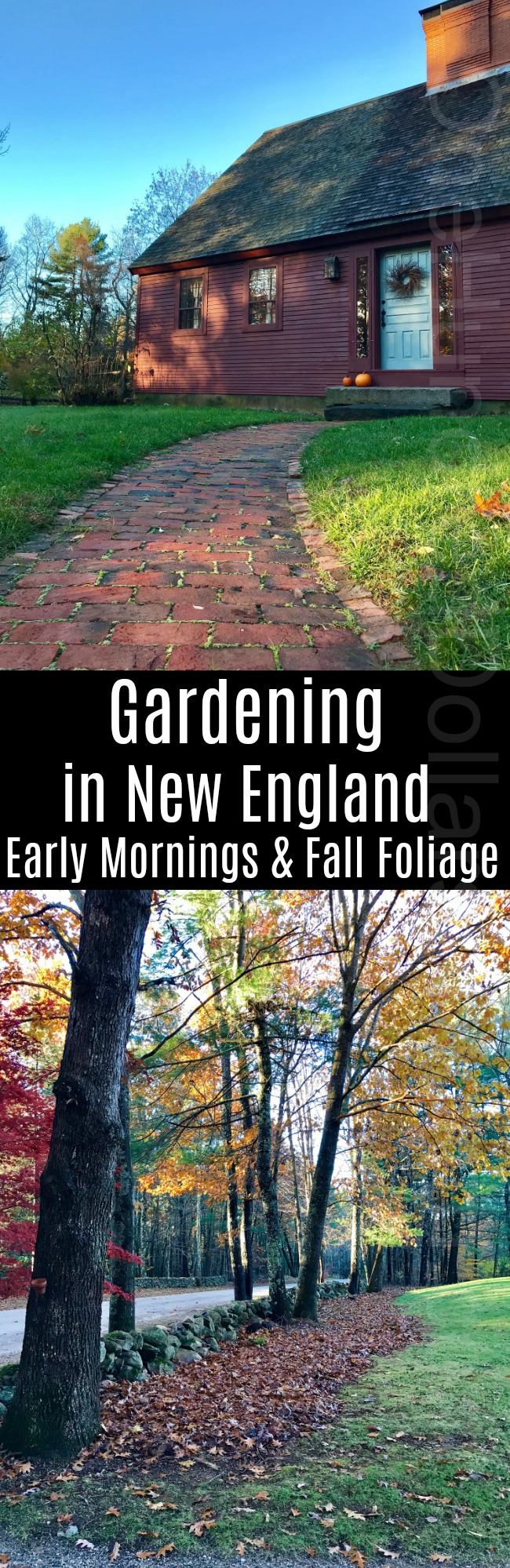 Gardening in New England – Early Mornings and Fall Foliage